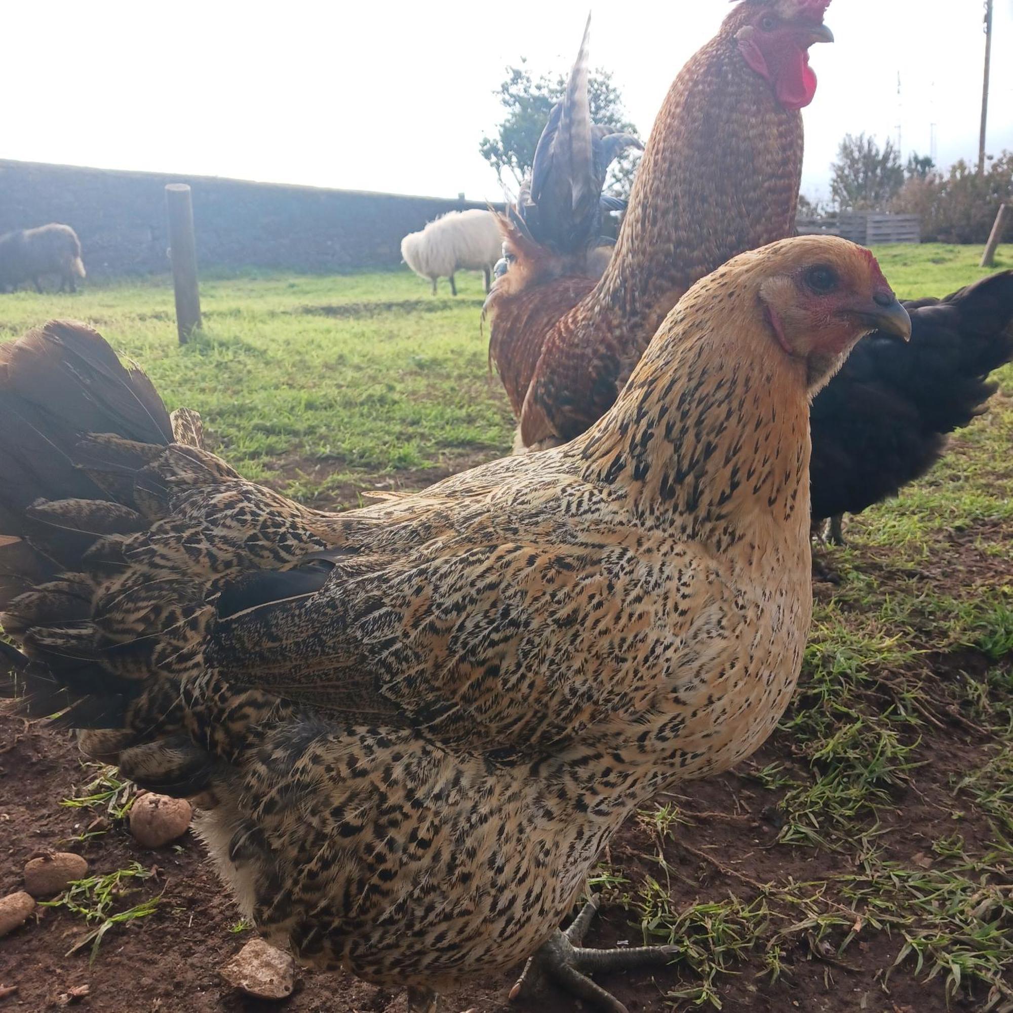 Achadas Da Cruz Farm House Экстерьер фото